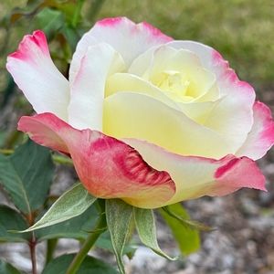 For @leavesandpetals, just for you thanks!